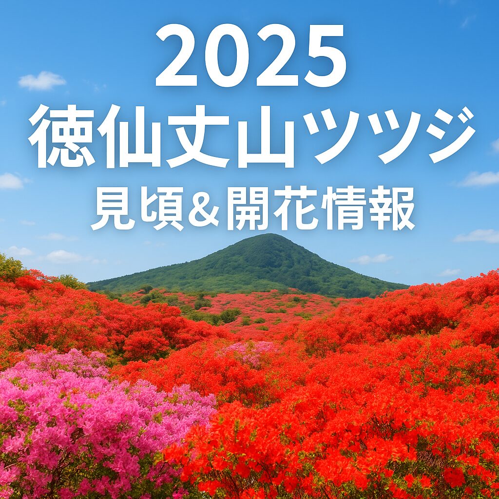 【2025年版】徳仙丈山のツツジ最新開花状況！見頃・アクセス・駐車場・つつじバス完全ガイド