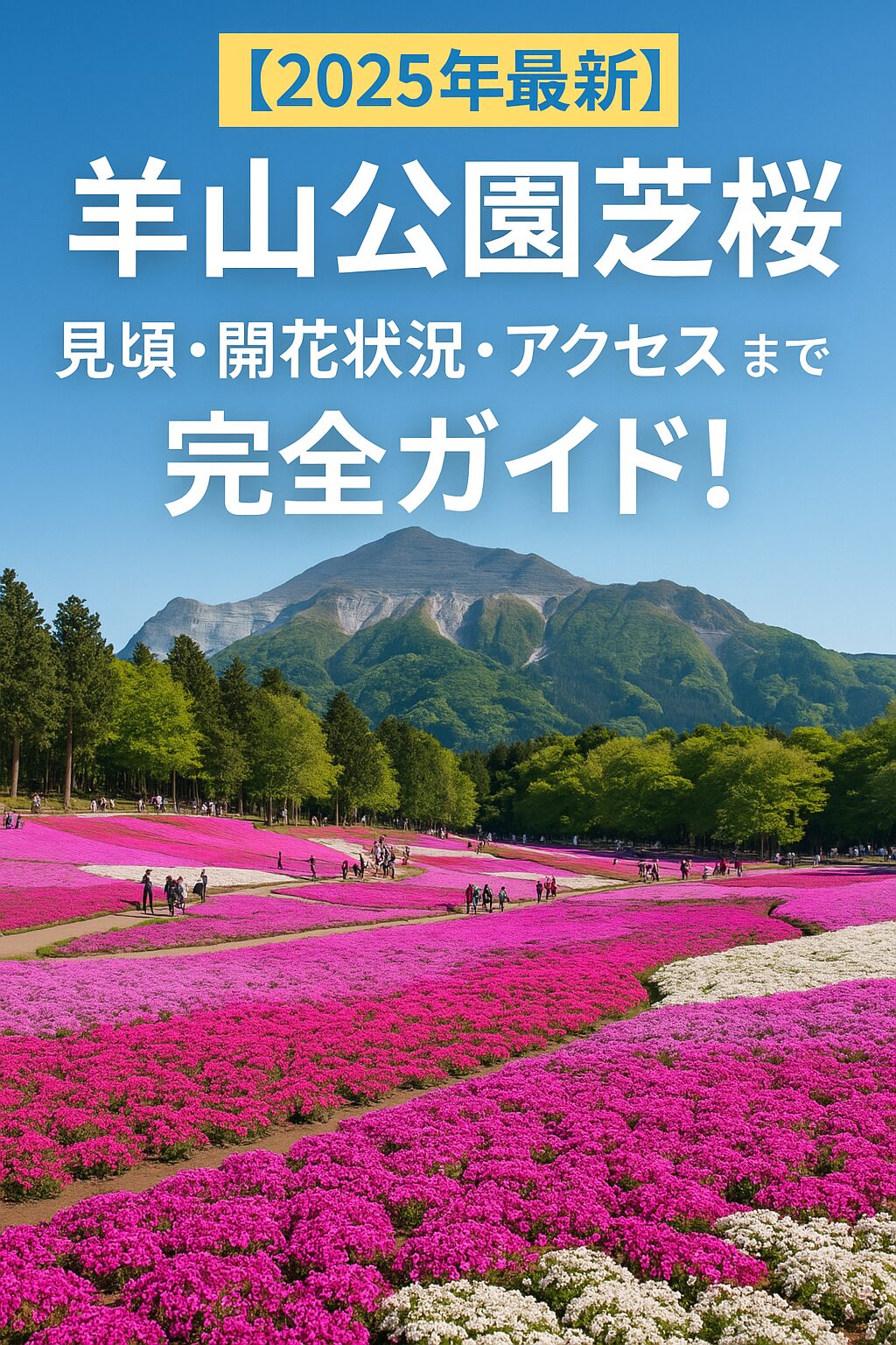 【2025年最新】羊山公園の芝桜 見頃・開花状況・アクセス・駐車場まで完全ガイド！