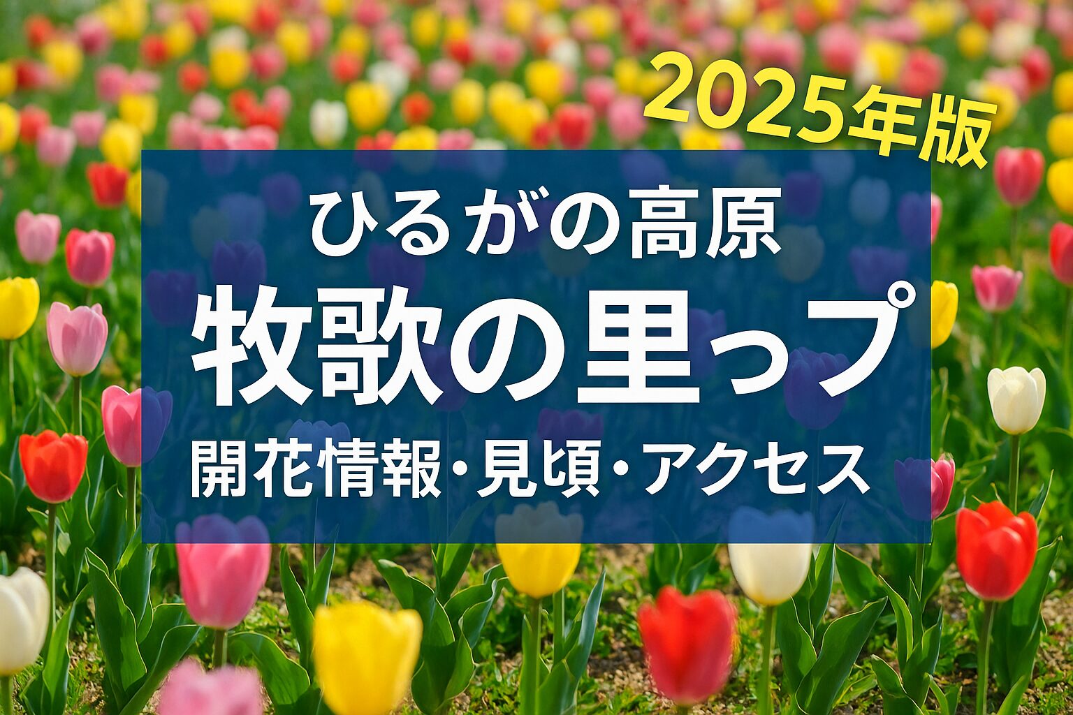 【2025年最新】ひるがの高原「牧歌の里」チューリップ開花情報｜見頃・アクセス・駐車場ガイド