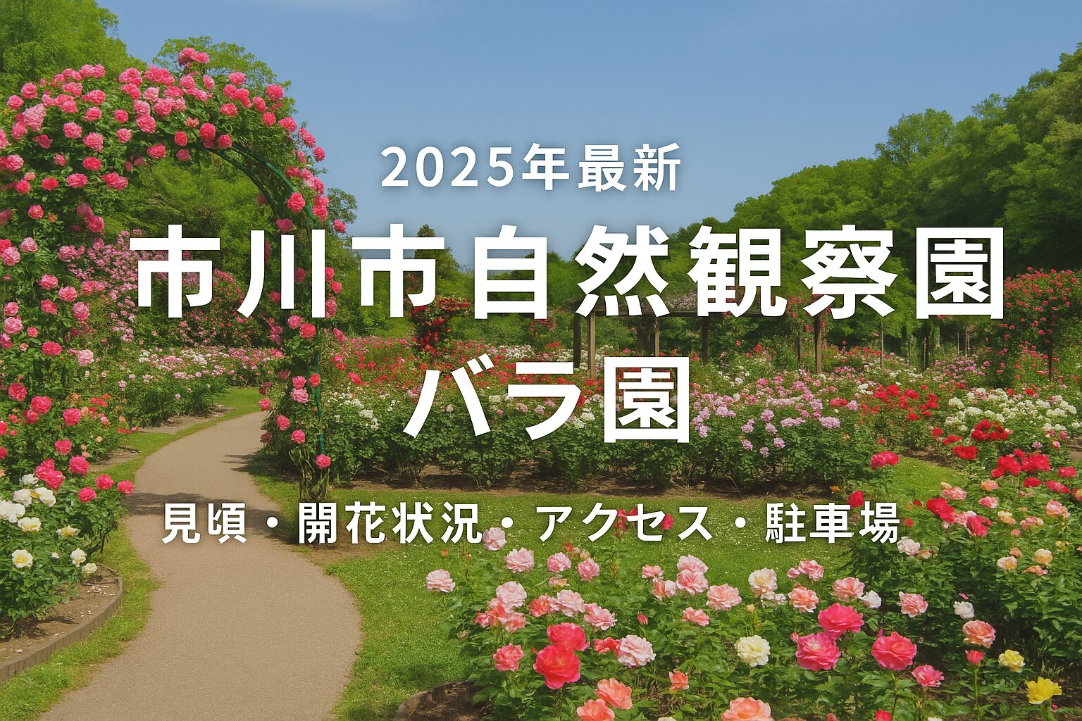 「【2025年最新版】市川市自然観察園バラ園｜見頃・開花状況・アクセス・駐車場を徹底ガイド！