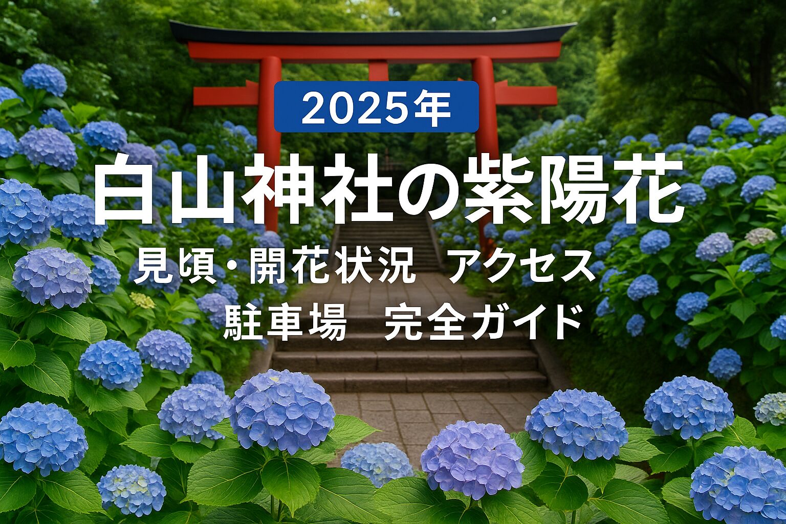 【2025年最新版】白山神社の紫陽花｜見頃・開花状況・アクセス完全ガイド