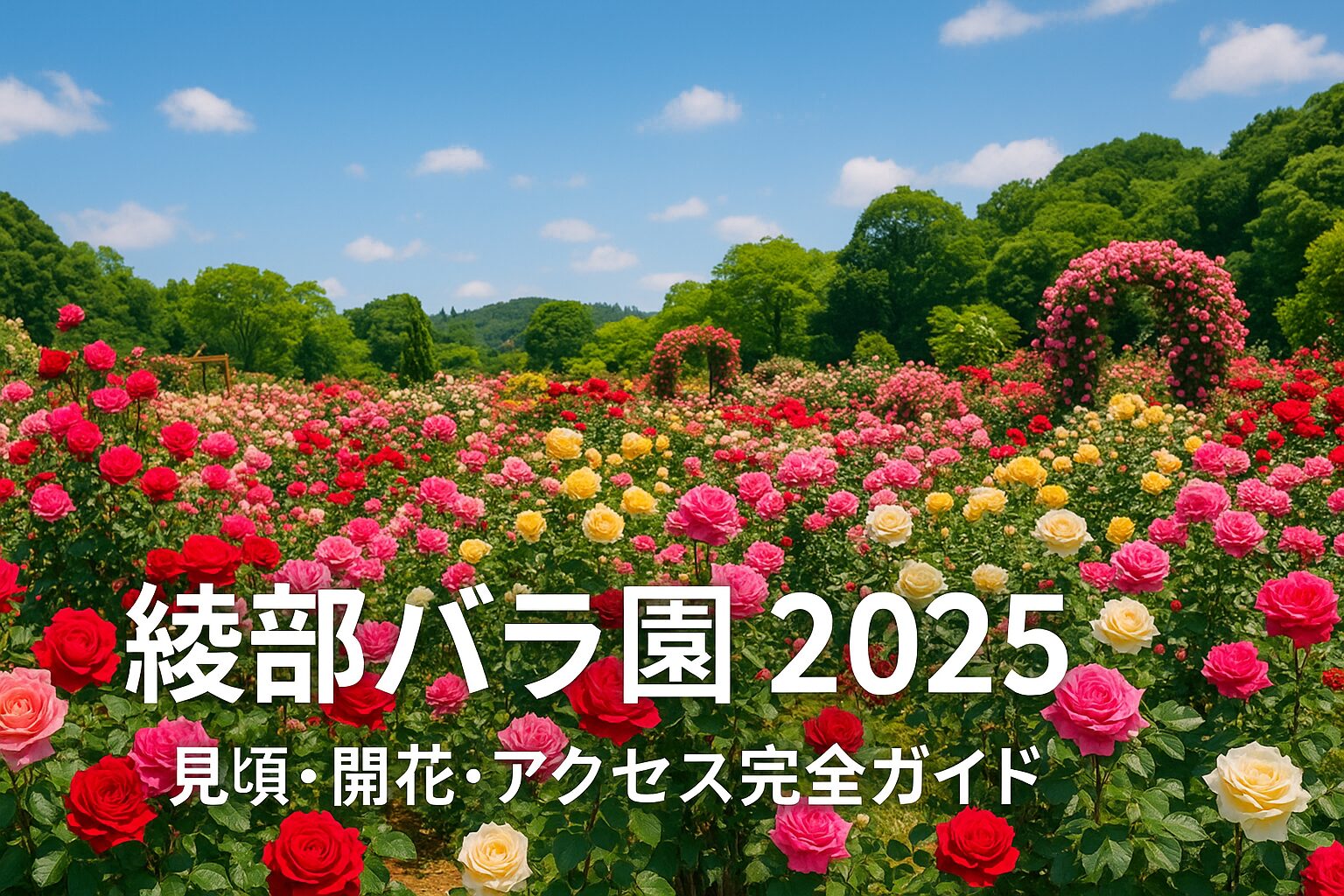 2025年版｜綾部バラ園の見頃・開花状況・アクセス・駐車場まとめ【完全ガイド】