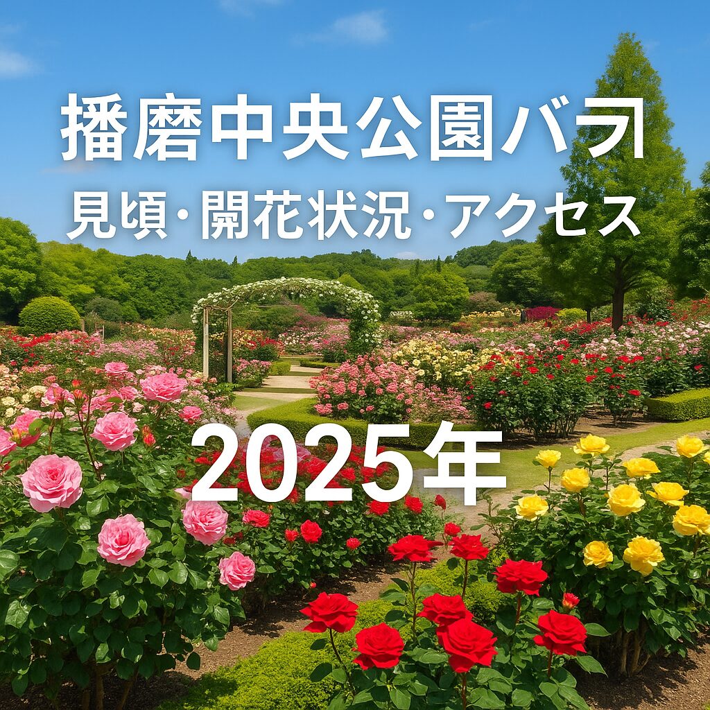 【2025年版】播磨中央公園バラ園の見頃・開花状況・アクセス完全ガイド！