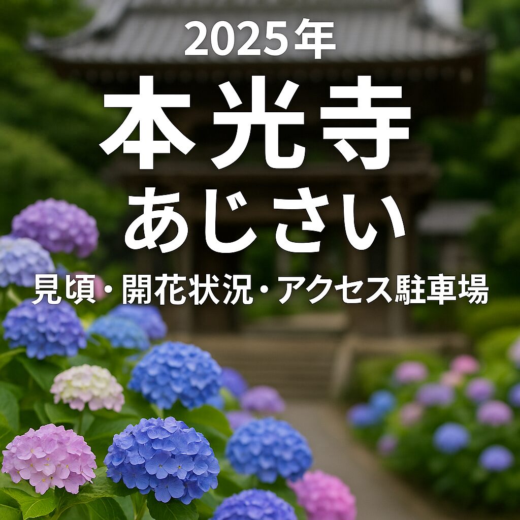 【2025年版】本光寺あじさい見頃・開花状況・アクセス完全ガイド