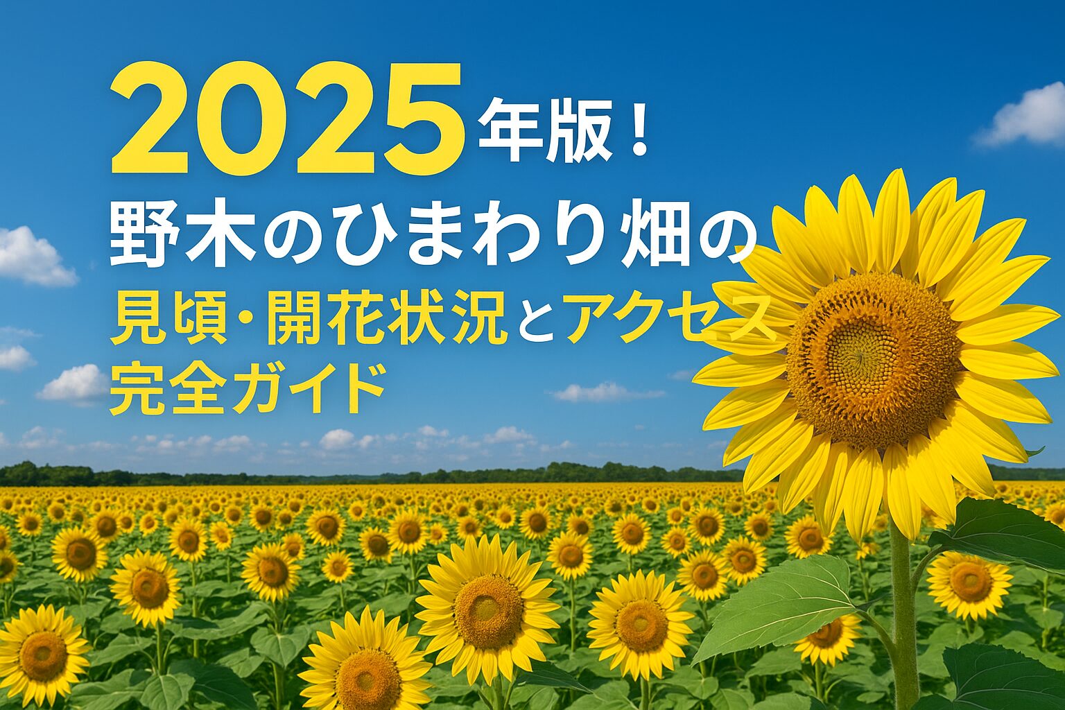 【2025年最新版】野木ひまわり畑の見頃・開花状況・アクセス完全ガイド