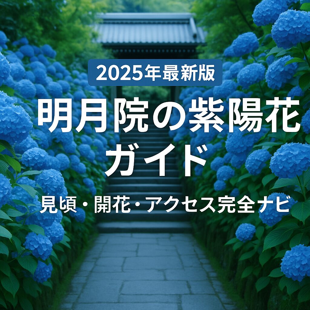 【2025年最新版】明月院の紫陽花｜見頃・開花状況・アクセス完全ガイド