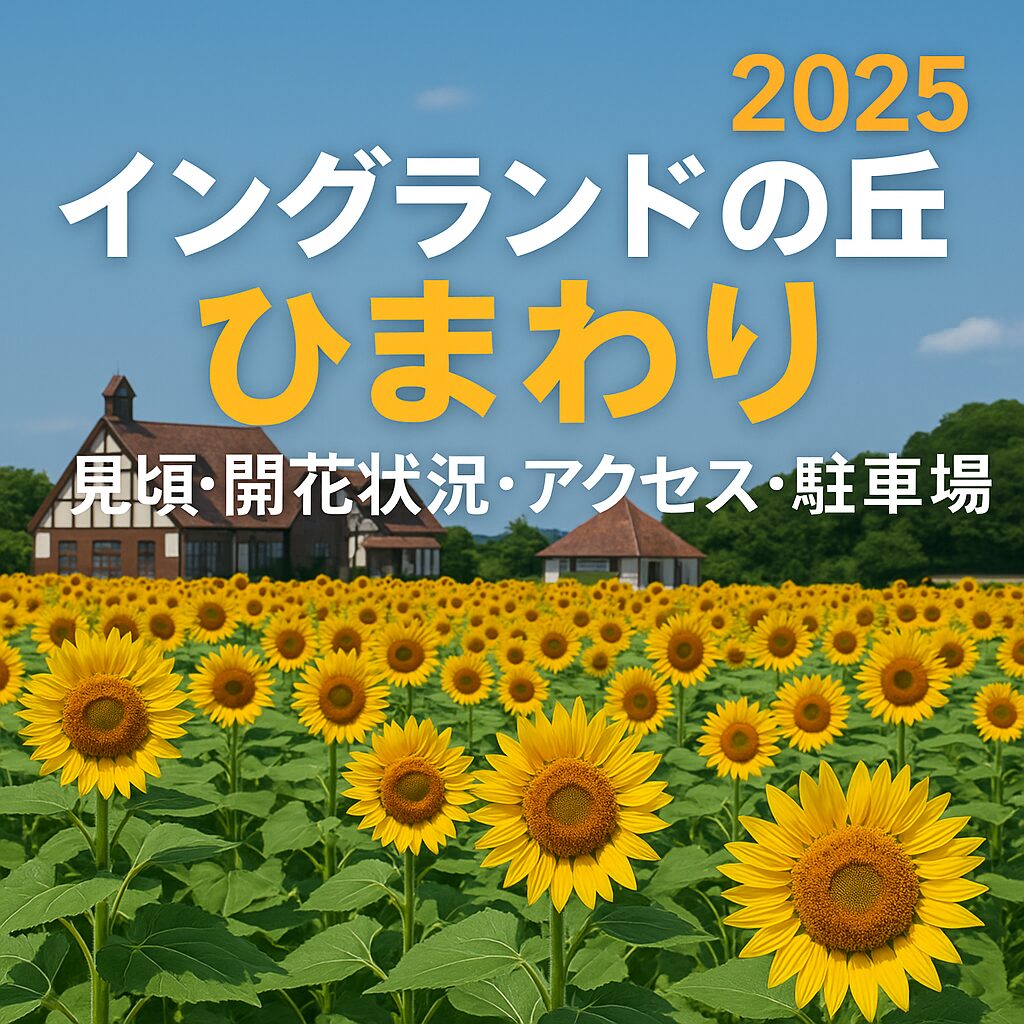 イングランドの丘でひまわり満開！2025年見頃と開花状況・混雑回避テクを解説