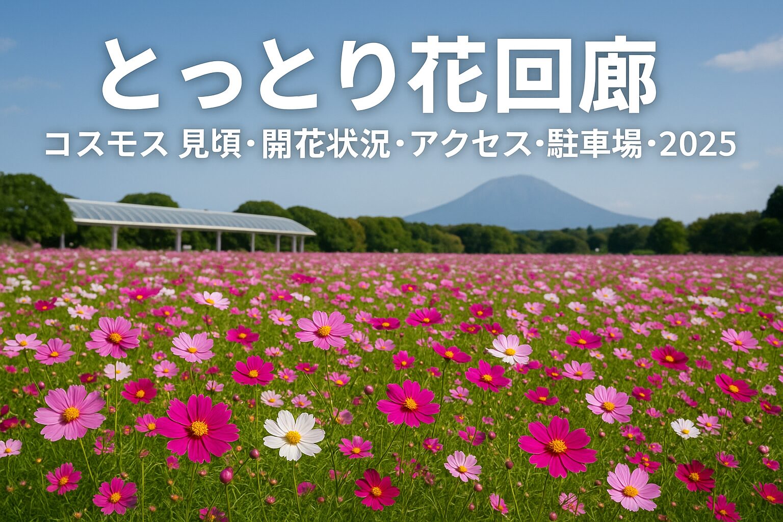 【2025年版】とっとり花回廊のコスモス見頃＆開花状況ガイド！アクセス・駐車場情報も