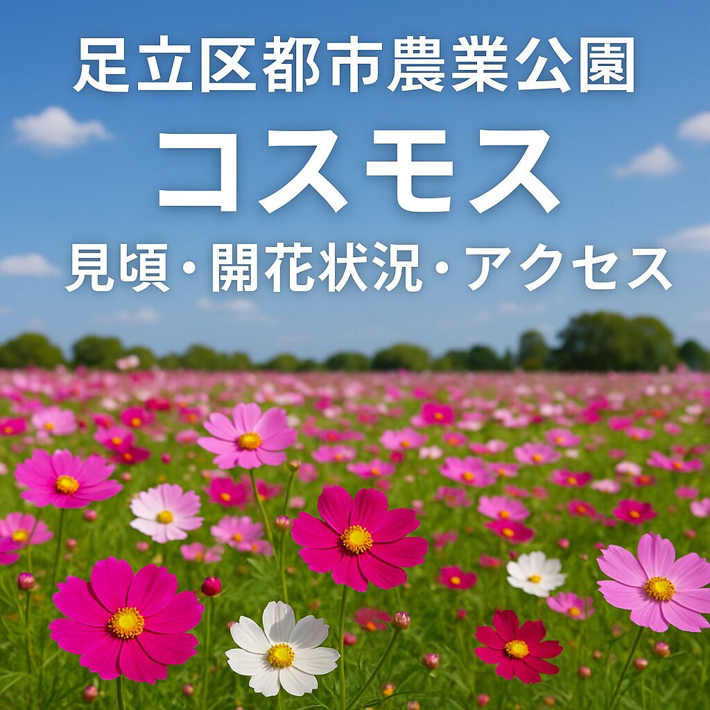足立区都市農業公園のコスモス2025｜見頃・開花状況・アクセス完全ガイド