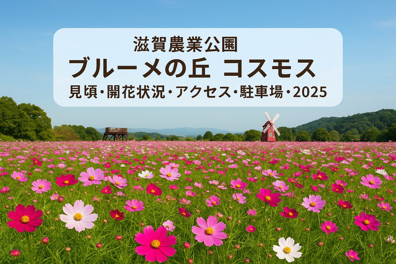 滋賀農業公園ブルーメの丘のコスモス2025｜見頃・開花状況・アクセス・駐車場を徹底ガイド！