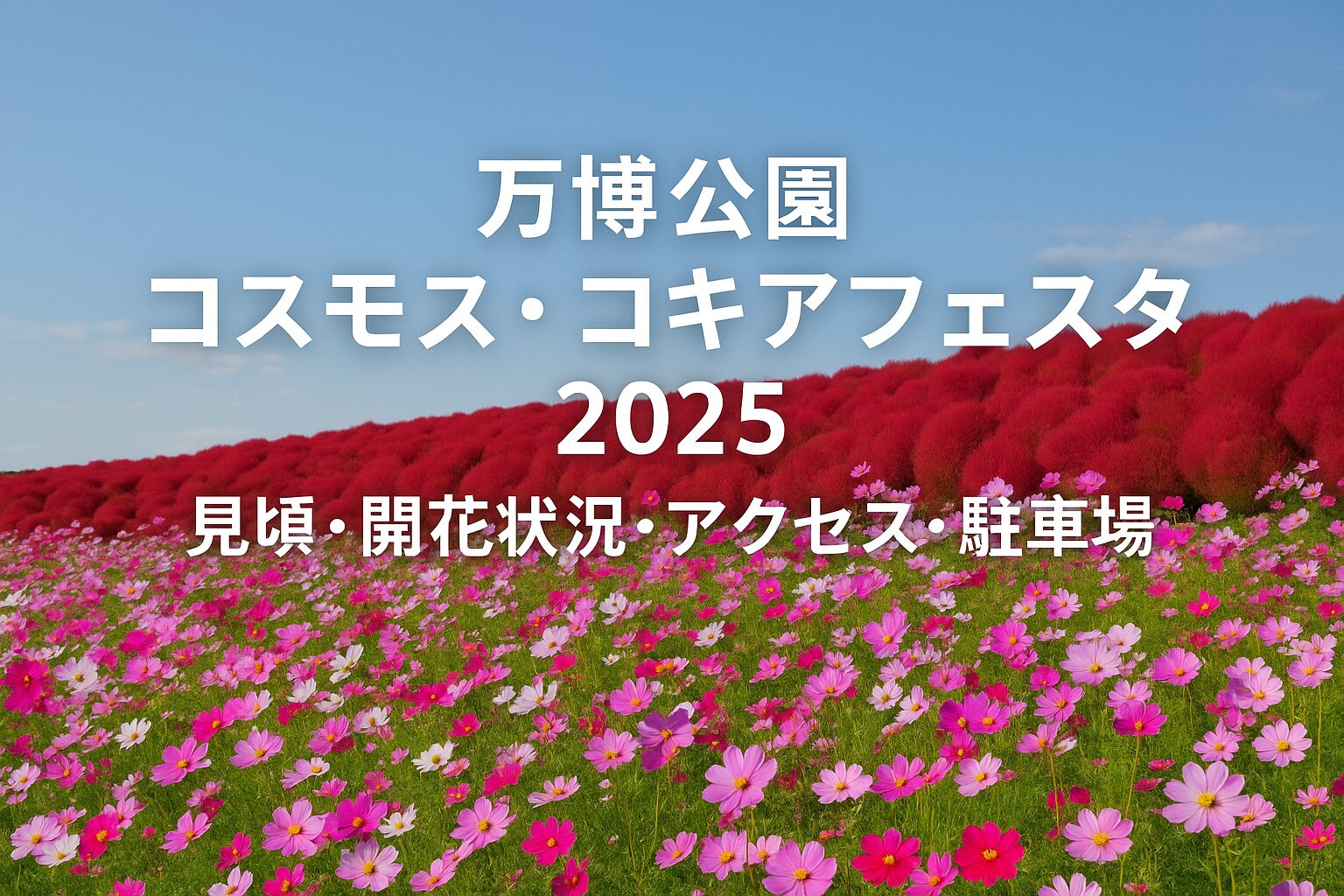 万博記念公園コスモス＆コキア2025｜見頃・開花・アクセス完全ガイド！