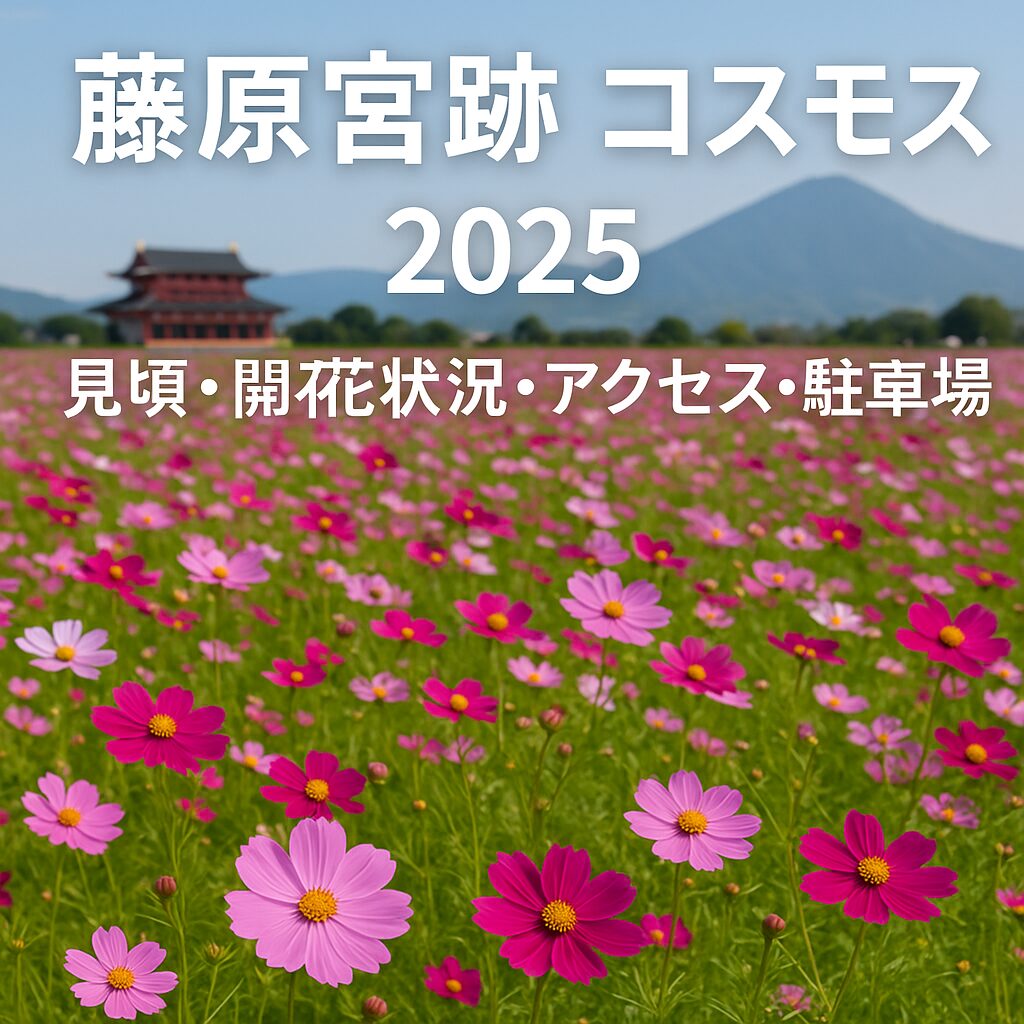 藤原宮跡コスモス2025｜見頃・開花状況・アクセス完全ガイド