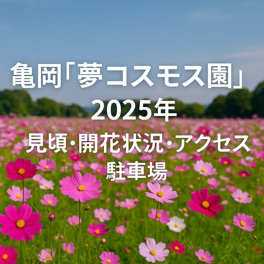 京都・亀岡｜夢コスモス園の開花状況2025年版｜見頃・混雑・イベント情報も完全ガイド
