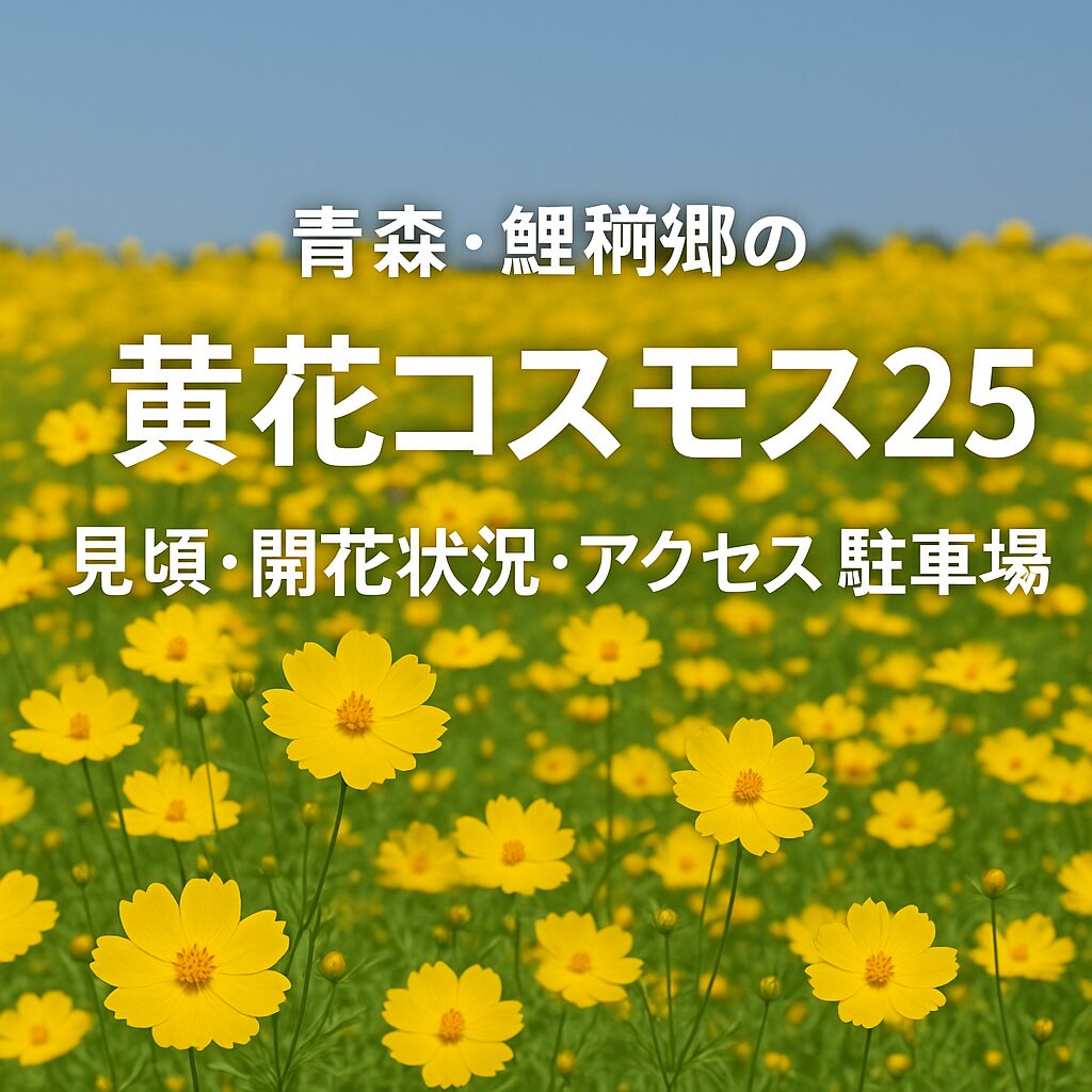 黄花コスモス2025年見頃情報まとめ！開花状況・アクセス・駐車場まで完全ガイド