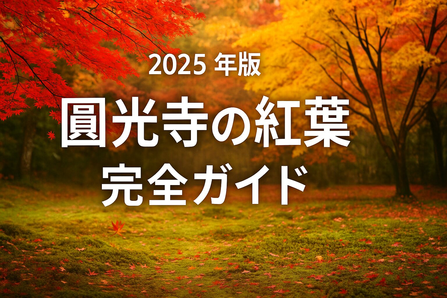 【2025年最新】圓光寺の紅葉完全ガイド｜見頃・ライトアップ・アクセス・駐車場まで徹底解説！