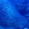 京都水族館の鰯の群れ