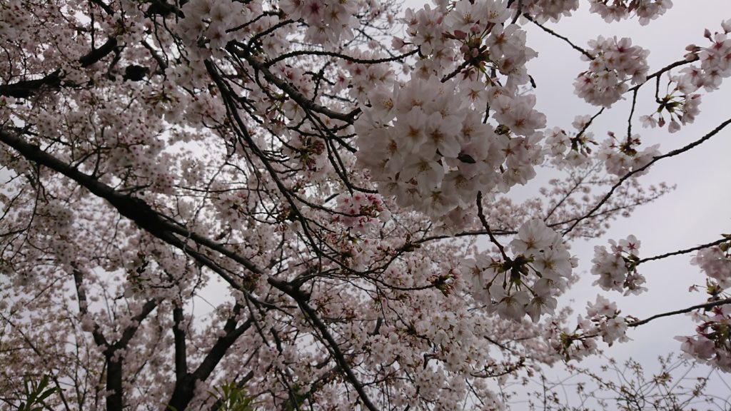 高槻富田の筒井池の桜
