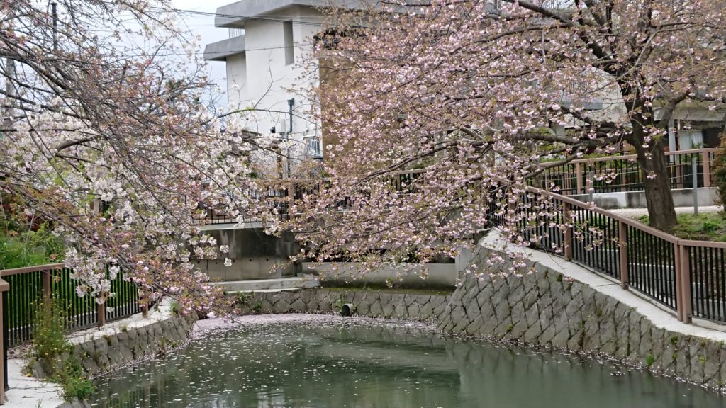 高槻富田の筒井池の桜