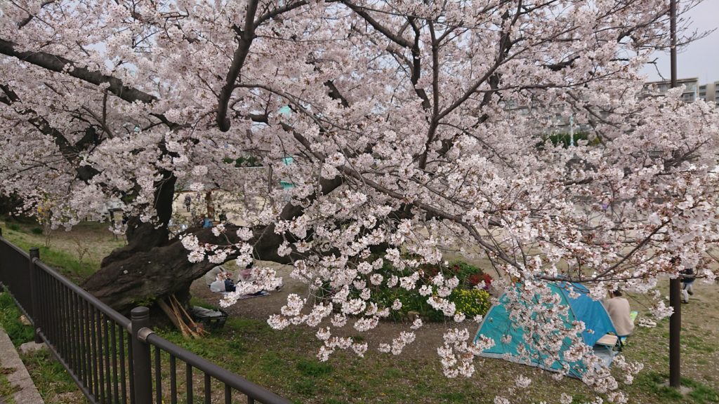 芥川の桜堤公園の桜