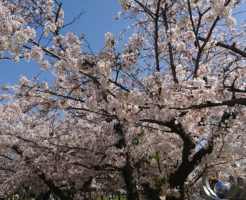 高槻の城跡公園の桜