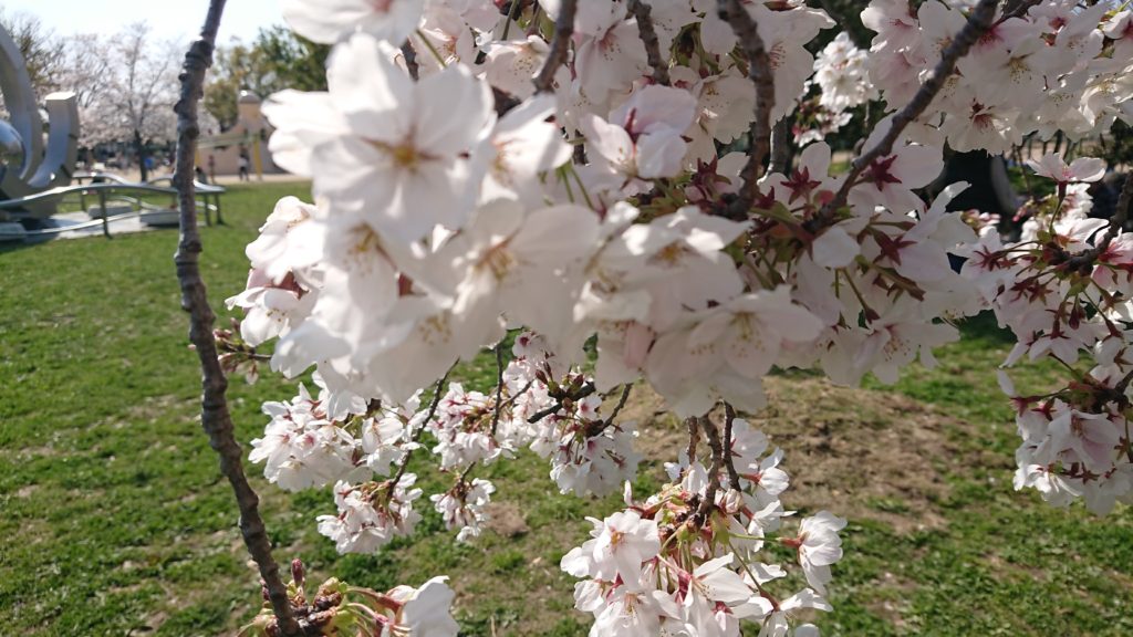 高槻の城跡公園の桜
