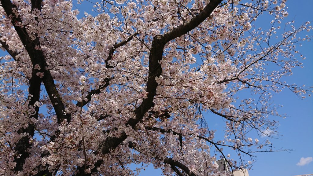 今城塚古墳公園の桜