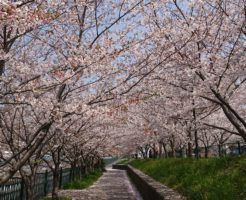 高槻の玉川の桜