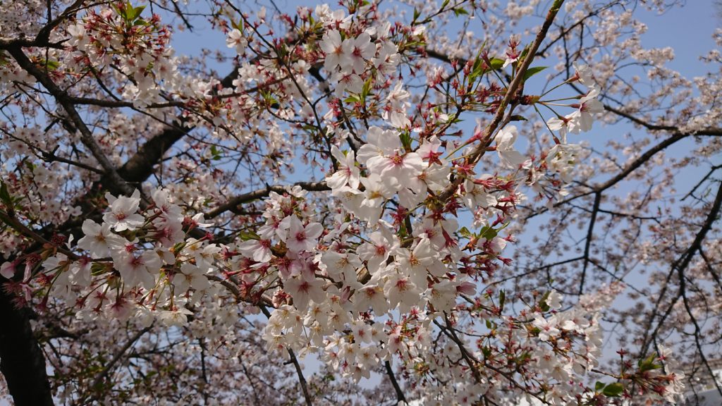 高槻の玉川の里の桜