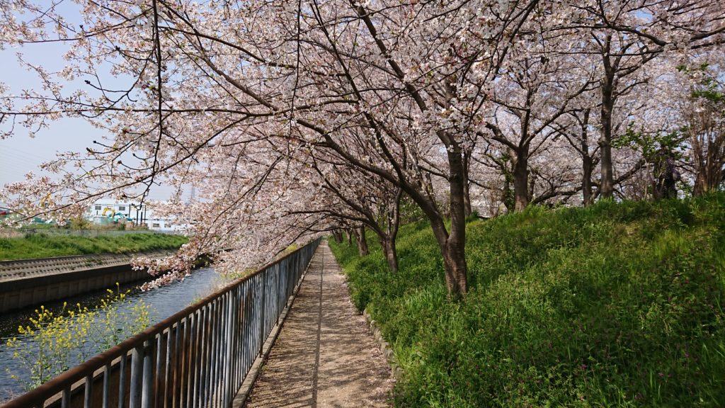 高槻の玉川の里の桜
