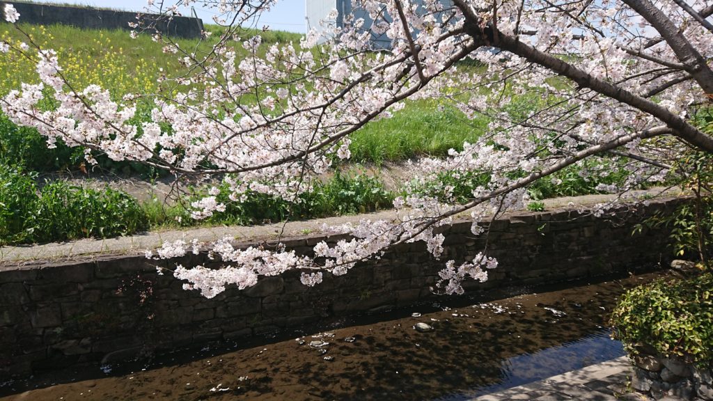 新川さくら堤の桜