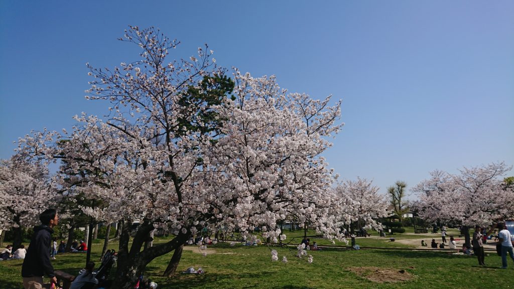 高槻城跡公園の桜